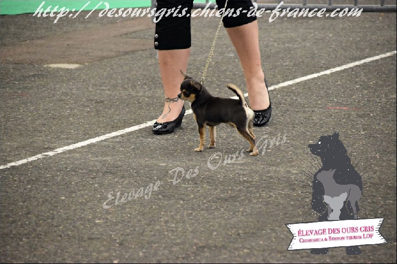 Publication : Des Ours Gris