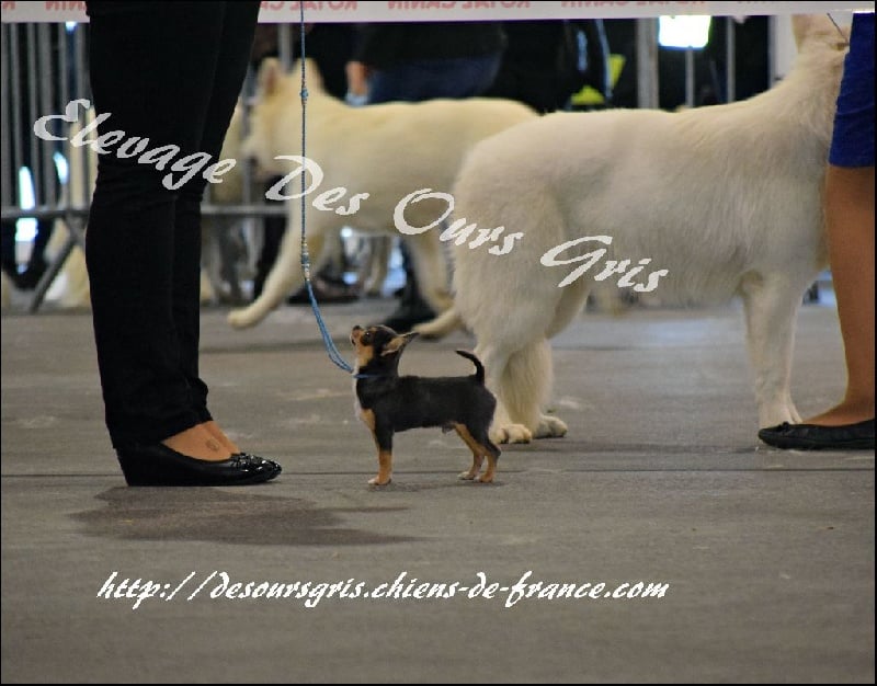 Publication : Des Ours Gris