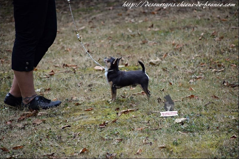 CH. Legend blue Des Ours Gris - 1er Excellent Meilleur Jeune Mâle