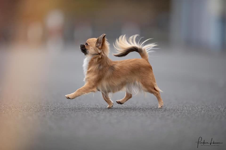 CH. Out of control by jessie Des Ours Gris - 1ère Excellent CAC