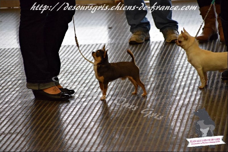 CH. Legend blue Des Ours Gris - 2ème Excellent/10