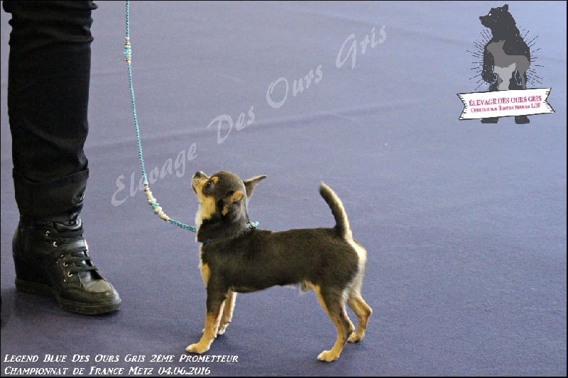 CH. Legend blue Des Ours Gris - 2ème Prometteur