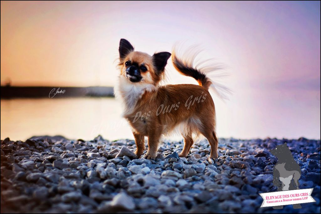 CH. Out of control by jessie Des Ours Gris - 1ere Excellent CAC & BOB