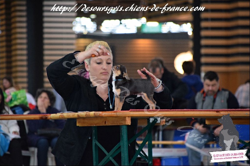 CH. Legend blue Des Ours Gris - Très Prometteur