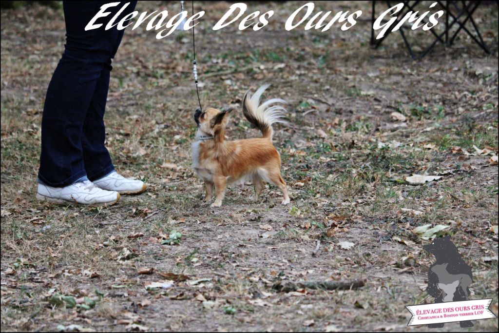 CH. Out of control by jessie Des Ours Gris - 2ème Excellent