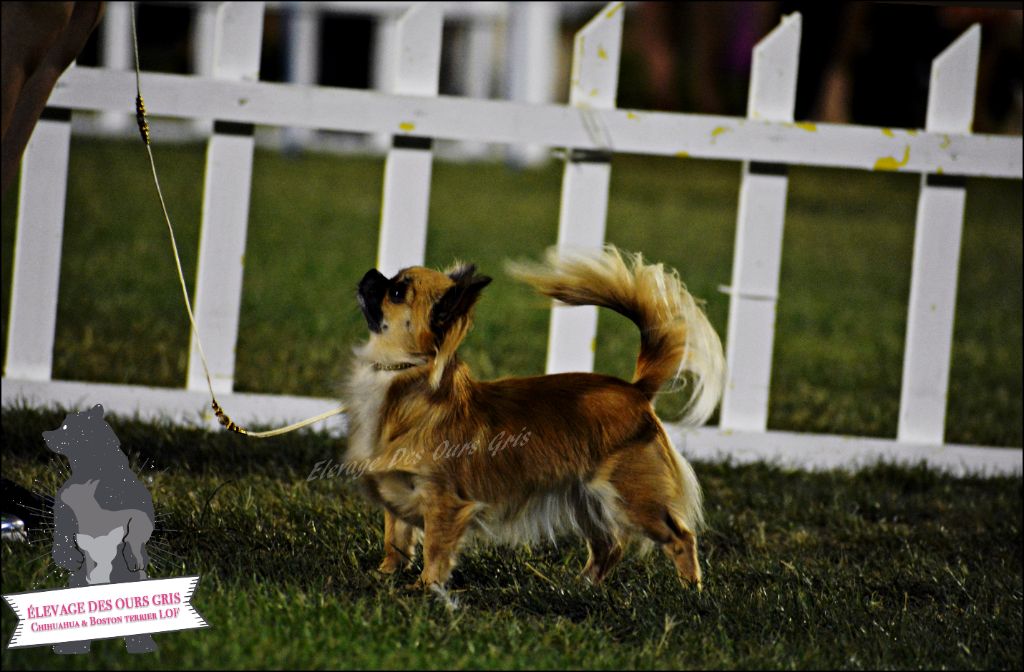 CH. Out of control by jessie Des Ours Gris - 1ère Excellent CAC