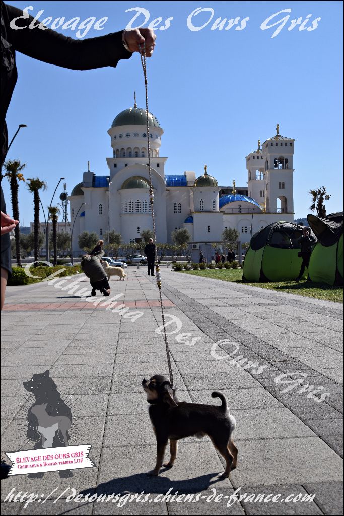 CH. Legend blue Des Ours Gris - 2ème Excellent RCAC