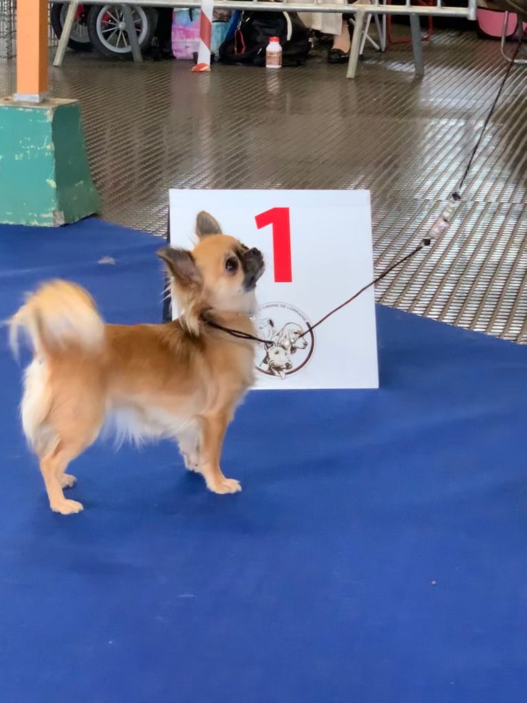 CH. Out of control by jessie Des Ours Gris - 1ère Excellent CAC & RCACIB(récupérable en CACIB)