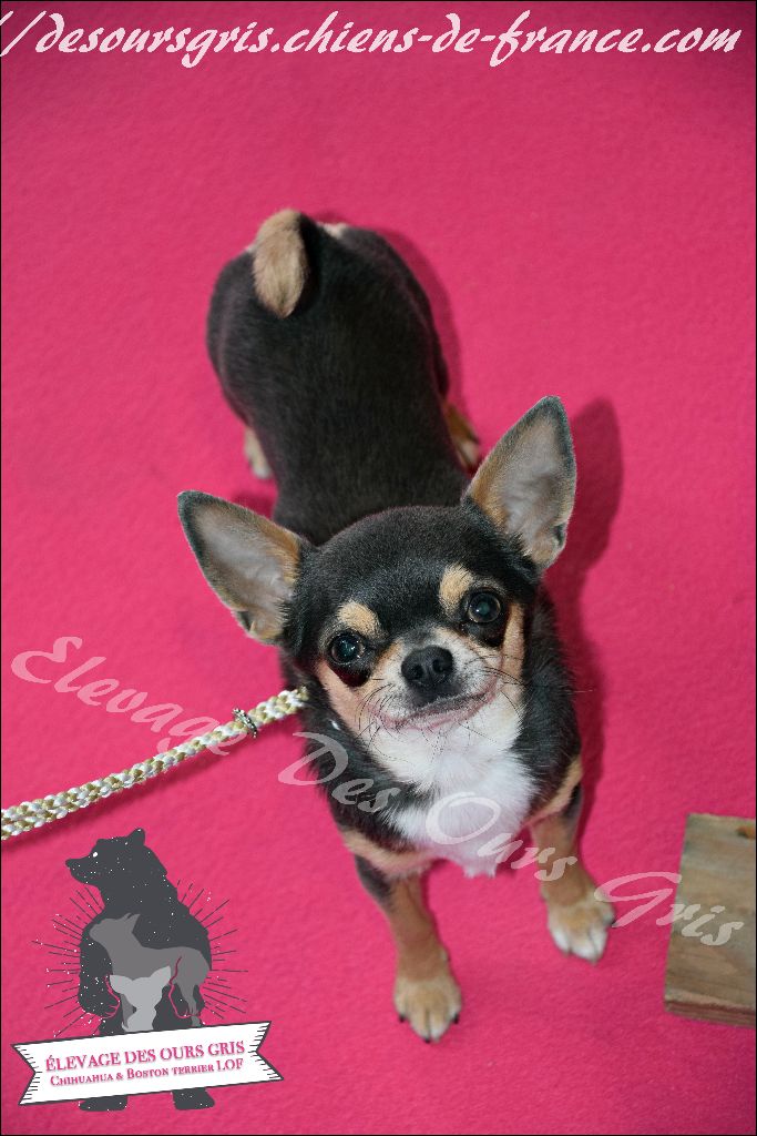 CH. Legend blue Des Ours Gris - Excellent