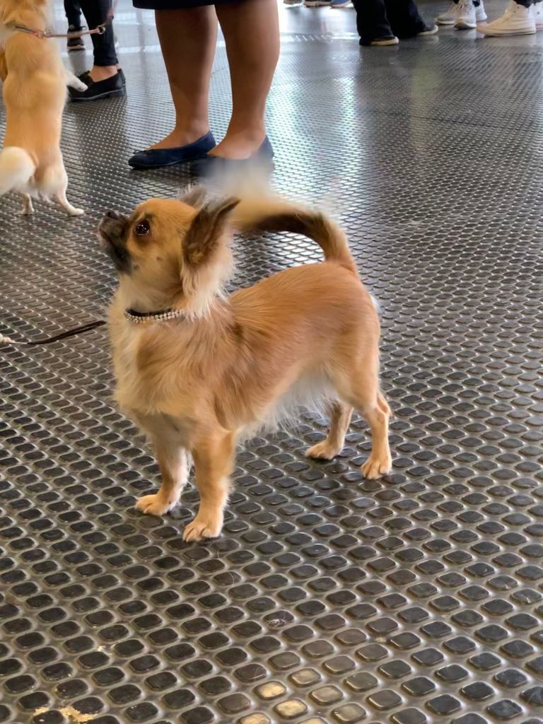 CH. Out of control by jessie Des Ours Gris - 3ème Excellent