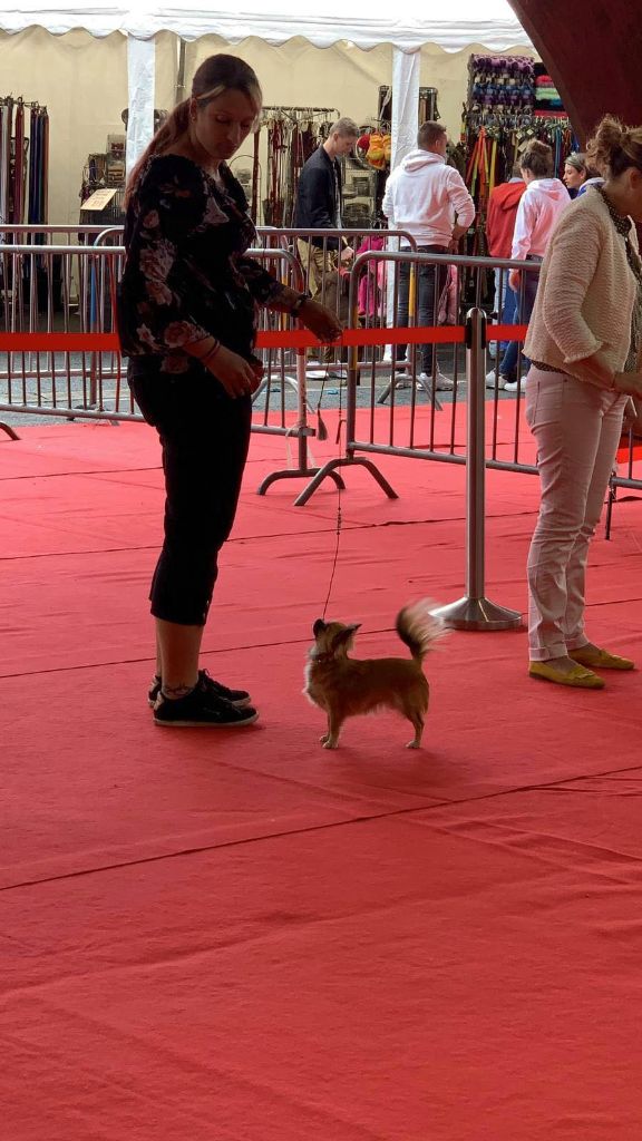 CH. Out of control by jessie Des Ours Gris - 1ère Excellent CACS & CACIB