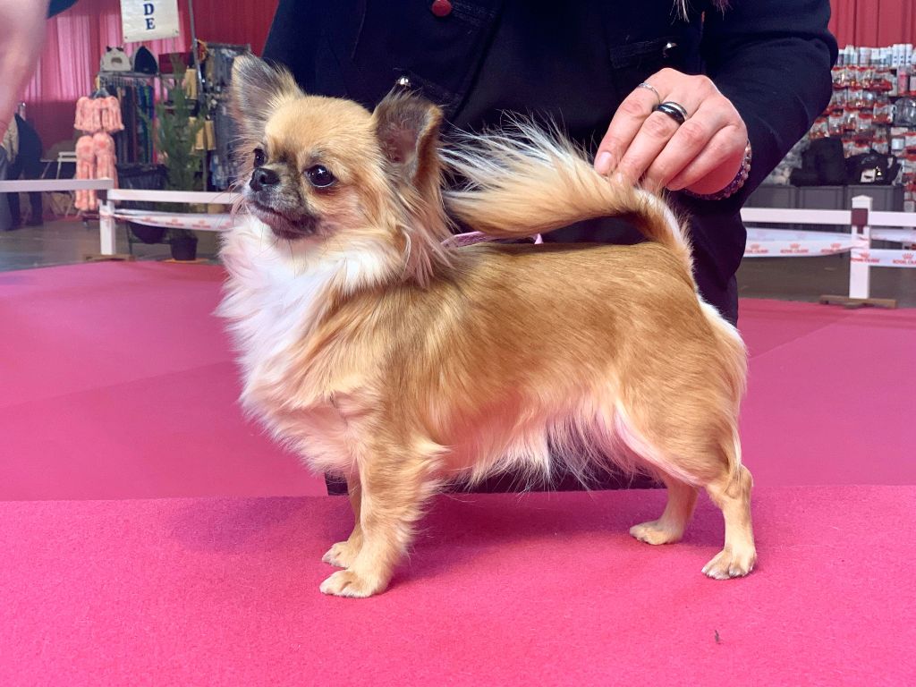 CH. Out of control by jessie Des Ours Gris - 1ère Excellent CACIB