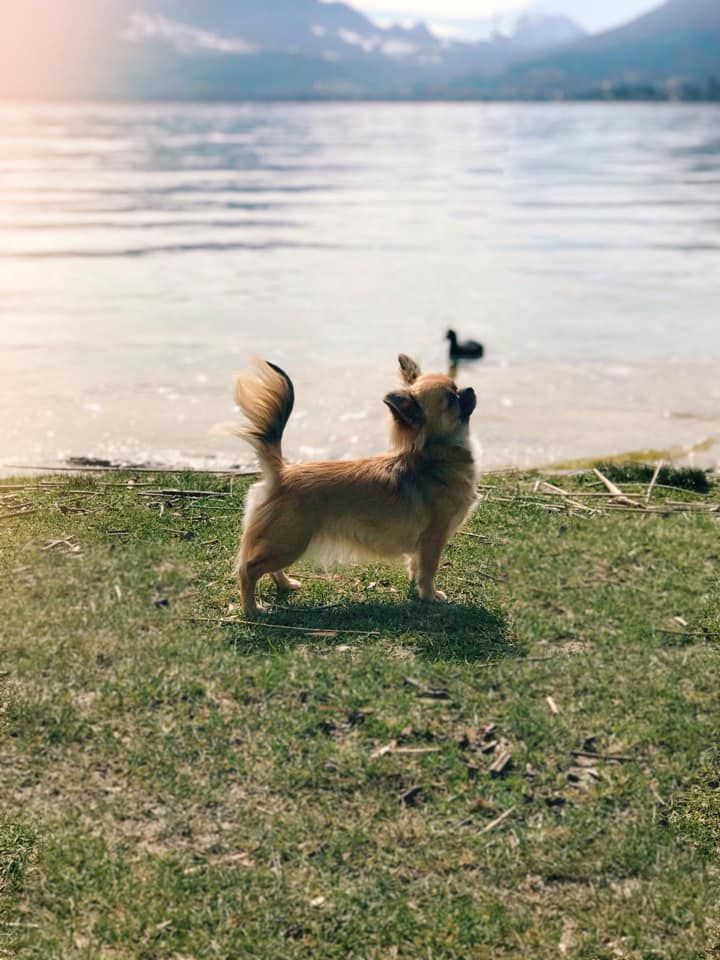 CH. Out of control by jessie Des Ours Gris - Excellent