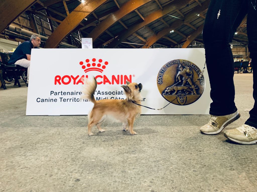 CH. Out of control by jessie Des Ours Gris - 1ère Excellent CAC valide sa cotation 4 à 16 mois !