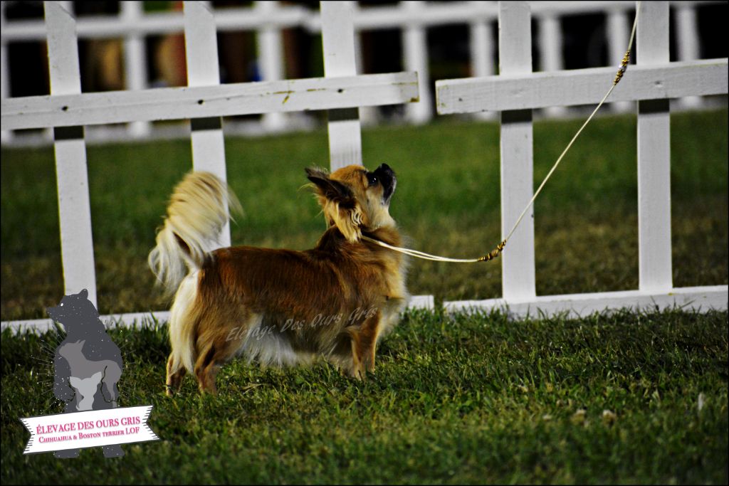 CH. Out of control by jessie Des Ours Gris - 1ère Excellent CAC