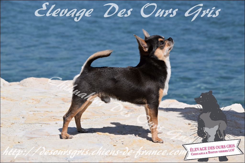 CH. Legend blue Des Ours Gris - 1er Excellent CAC CACIB