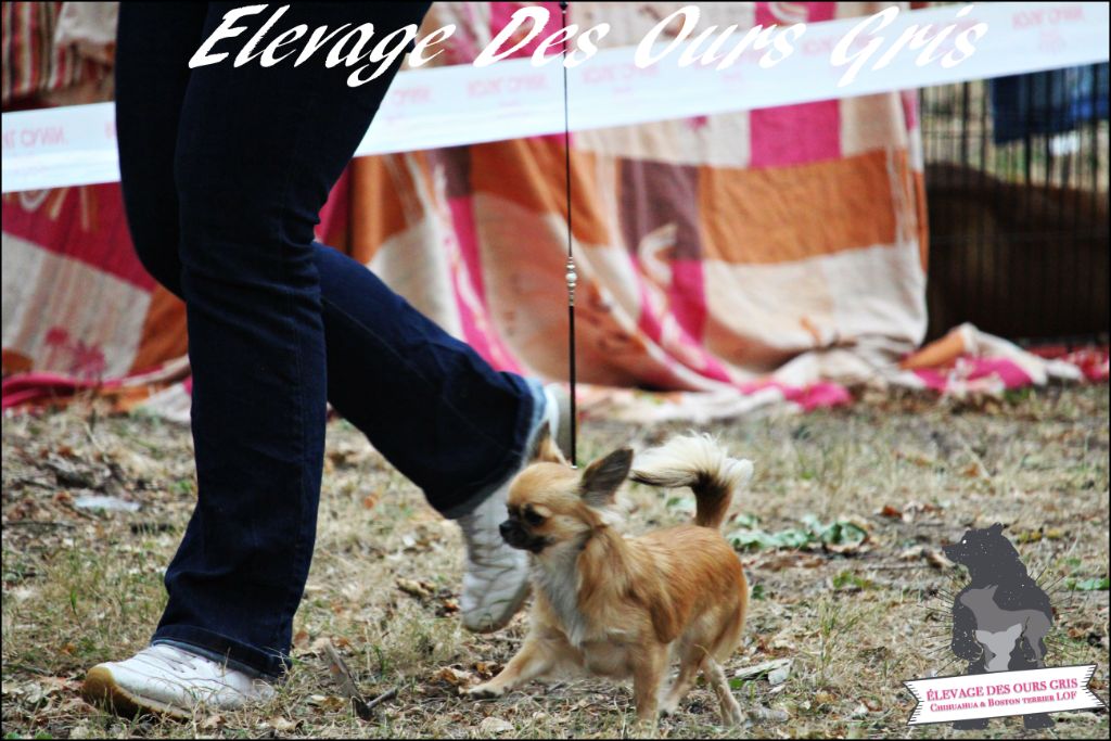 CH. Out of control by jessie Des Ours Gris - 1ère Excellent CACS & BOS