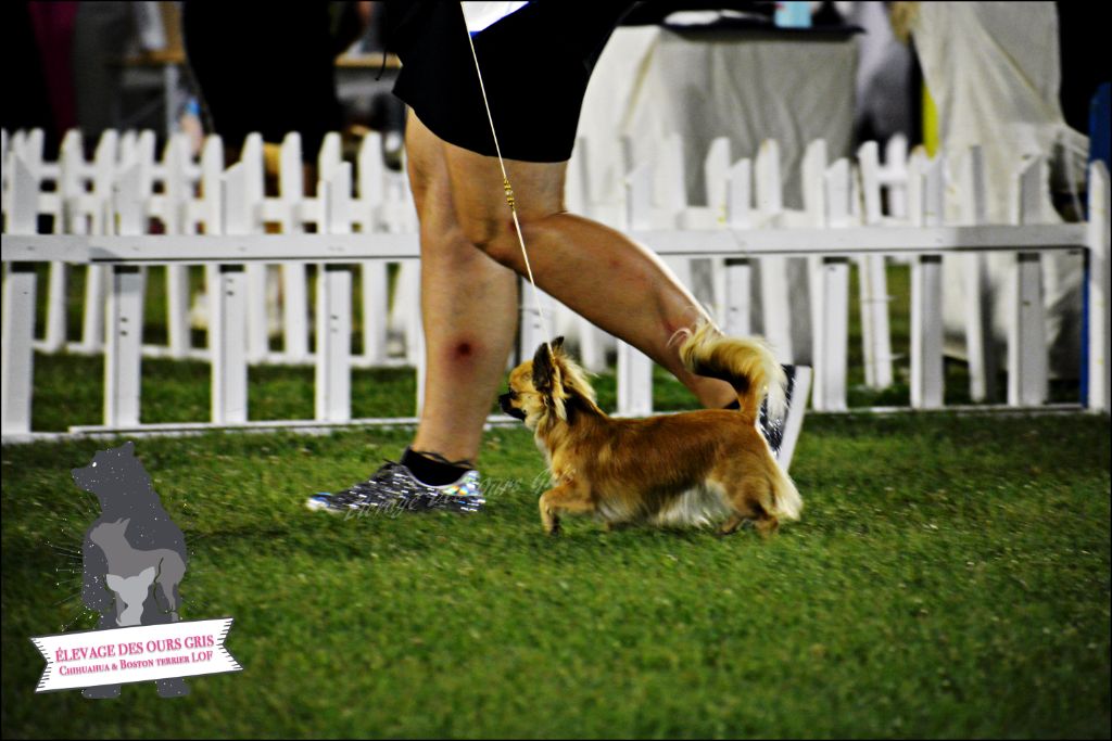 CH. Out of control by jessie Des Ours Gris - 1ère Excellent CAC