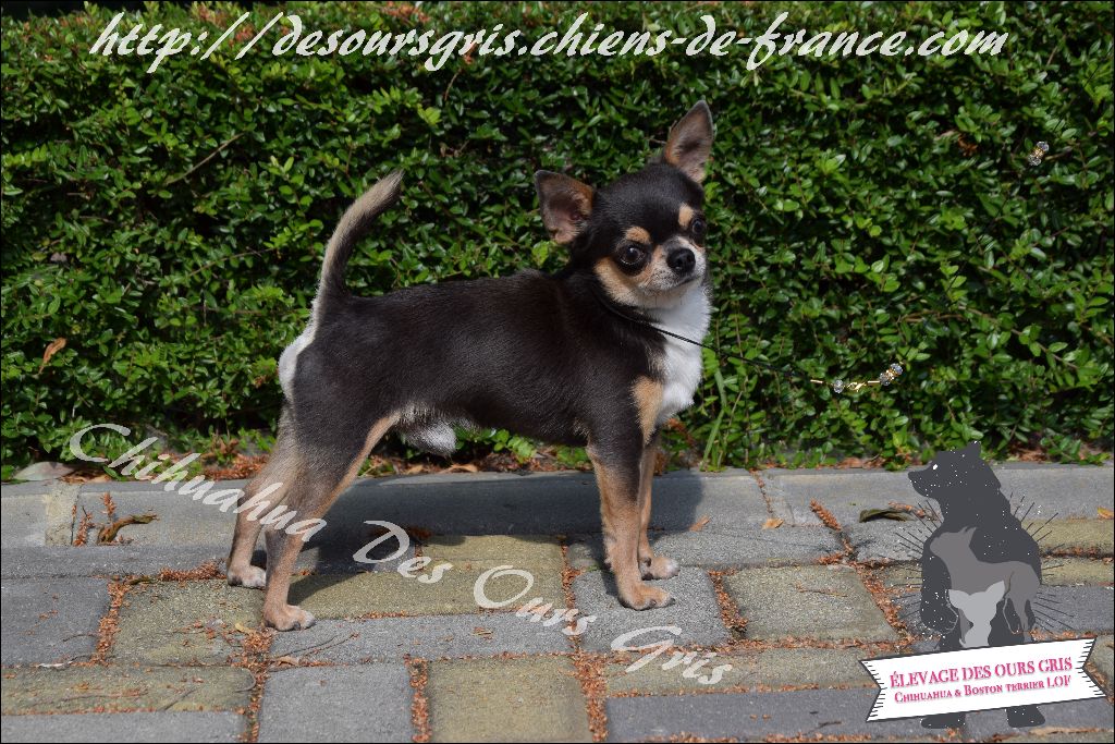 CH. Legend blue Des Ours Gris - 2ème Excellent RCAC