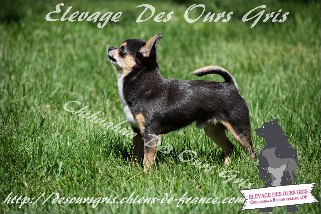 CH. Legend blue Des Ours Gris - 2ème Excellent RCAC