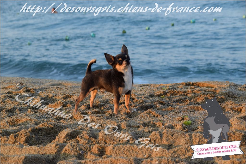 CH. Legend blue Des Ours Gris - 1er Excellent CAC