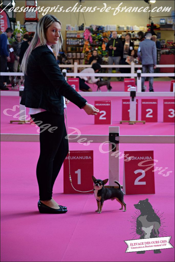 CH. Legend blue Des Ours Gris - 3ème Excellent /12