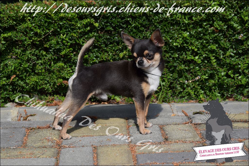 CH. Legend blue Des Ours Gris - 1er Excellent CAC