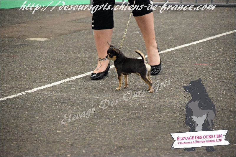 CH. Legend blue Des Ours Gris - 1er Excellent Meilleur Jeune Mâle