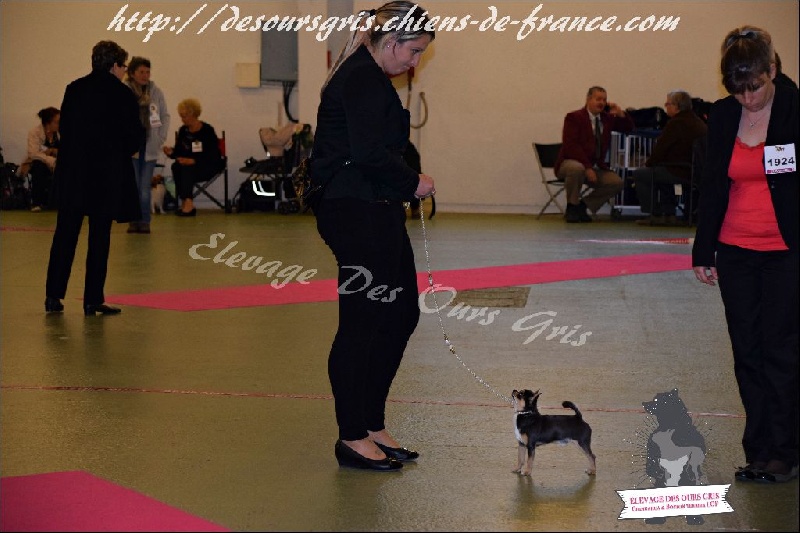 CH. Legend blue Des Ours Gris - 2ème Excellent