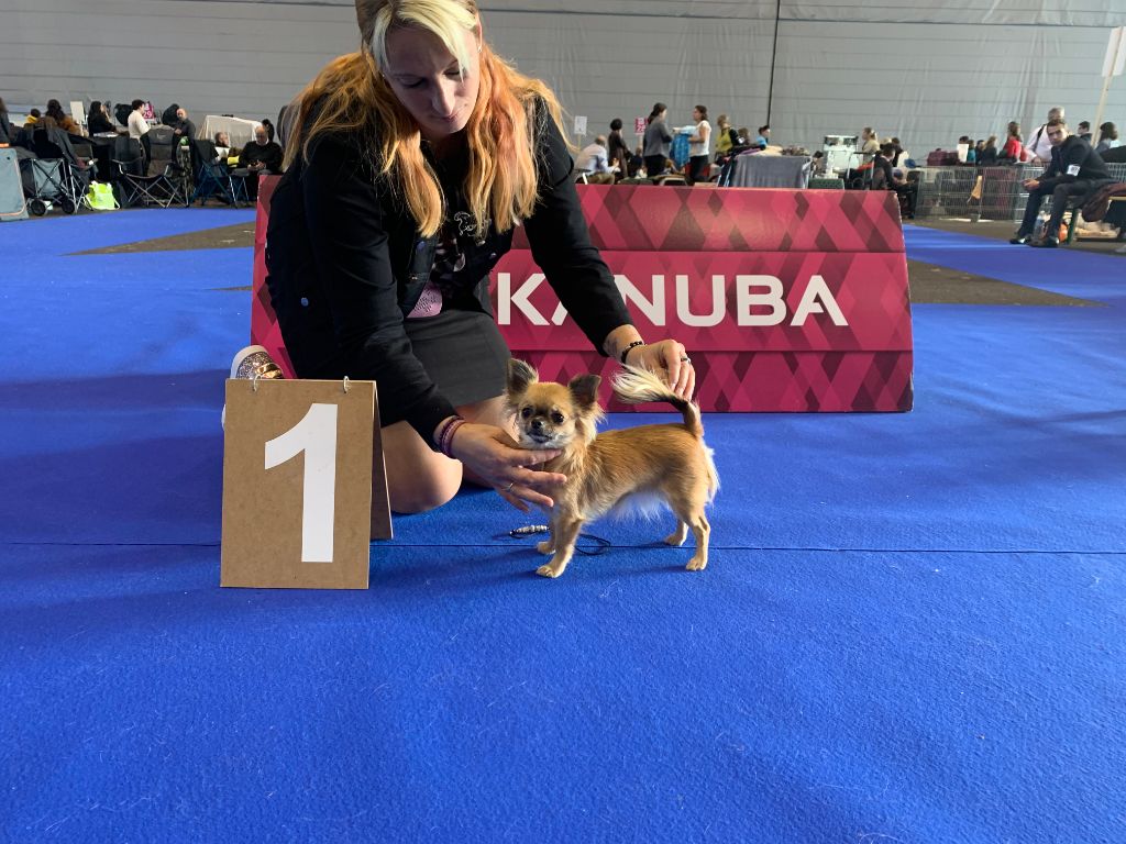 CH. Out of control by jessie Des Ours Gris - 1ère Excellent CAC