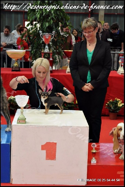 CH. Legend blue Des Ours Gris - Best In Show Baby (1er Très Prometteur Meilleur Baby)