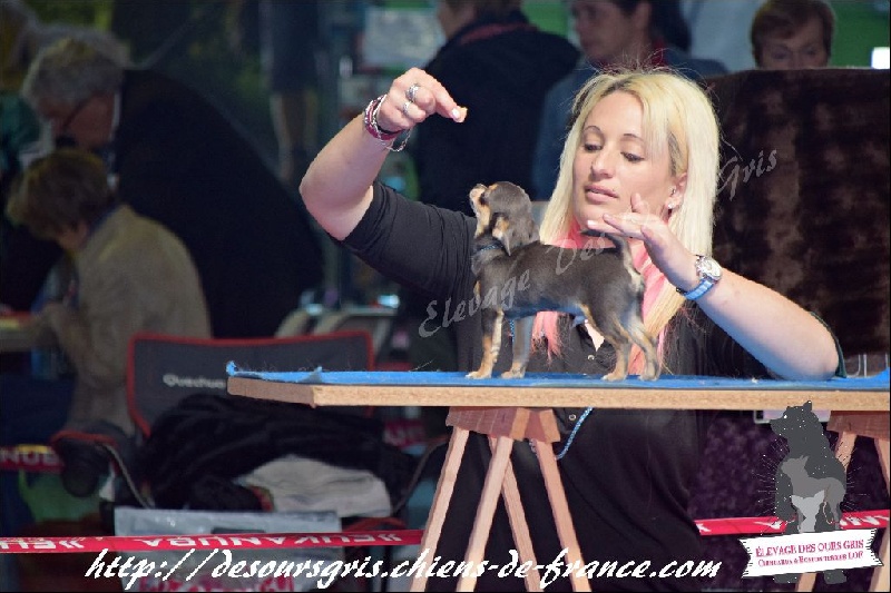 CH. Legend blue Des Ours Gris - 1er Très Prometteur Meilleur Baby