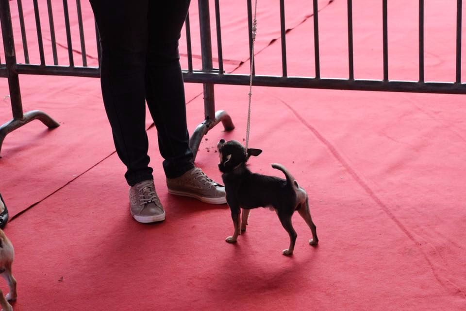 CH. Legend blue Des Ours Gris - 3ème Excellent