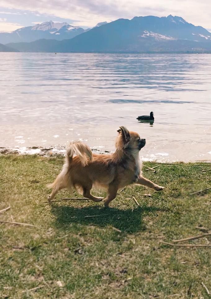 CH. Out of control by jessie Des Ours Gris - 1ère Excellent/22 MEILLEURE JEUNE Femelle NOUVELLE JEUNE CHAMPIONNE DE FRANCE