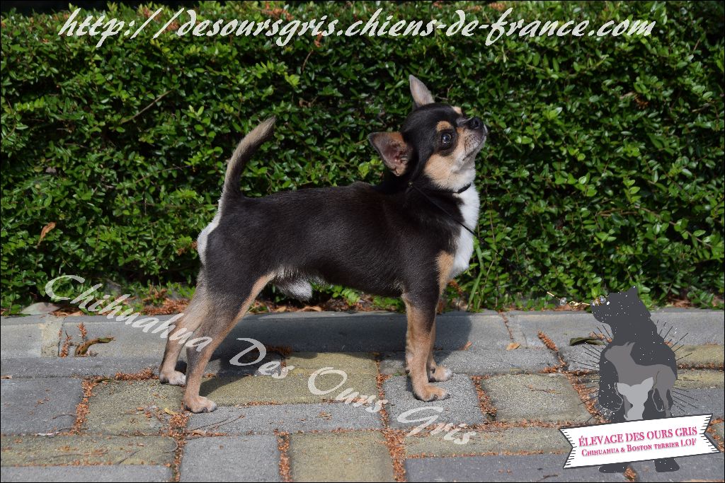 CH. Legend blue Des Ours Gris - 1er Excellent CAC