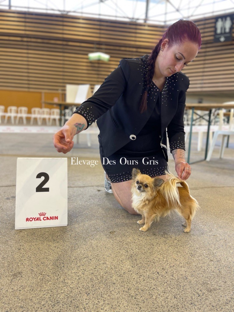 CH. Out of control by jessie Des Ours Gris - 2ème Excellent RCACS