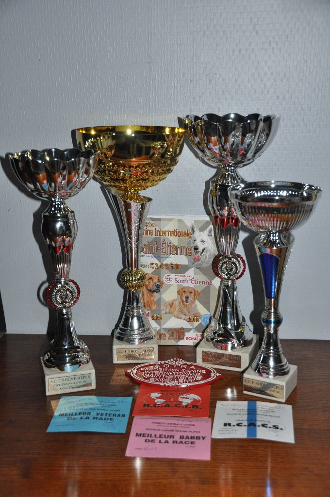 CH. ye japha Fikile wema - Meilleur vétéran