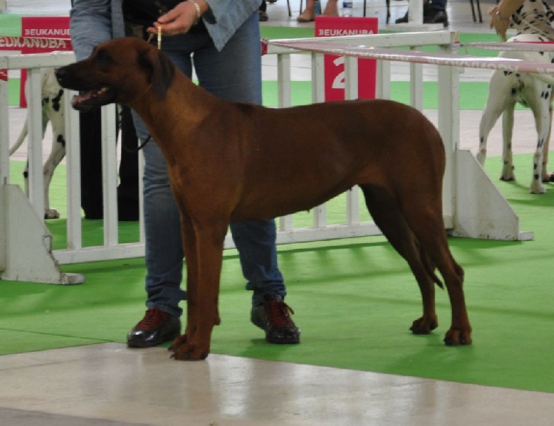 CH. ye japha Fikile wema - Excellent _ 5ème