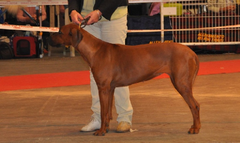 CH. ye japha Fikile wema - Excellent _ 3ème