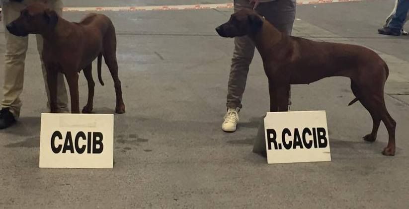 CH. ye japha Fikile wema - CACIB _ BOS