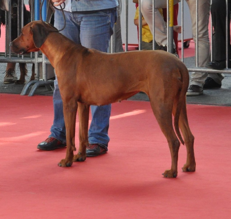 CH. ye japha Fikile wema - CACIB _ BOB _ 3ème du groupe 6