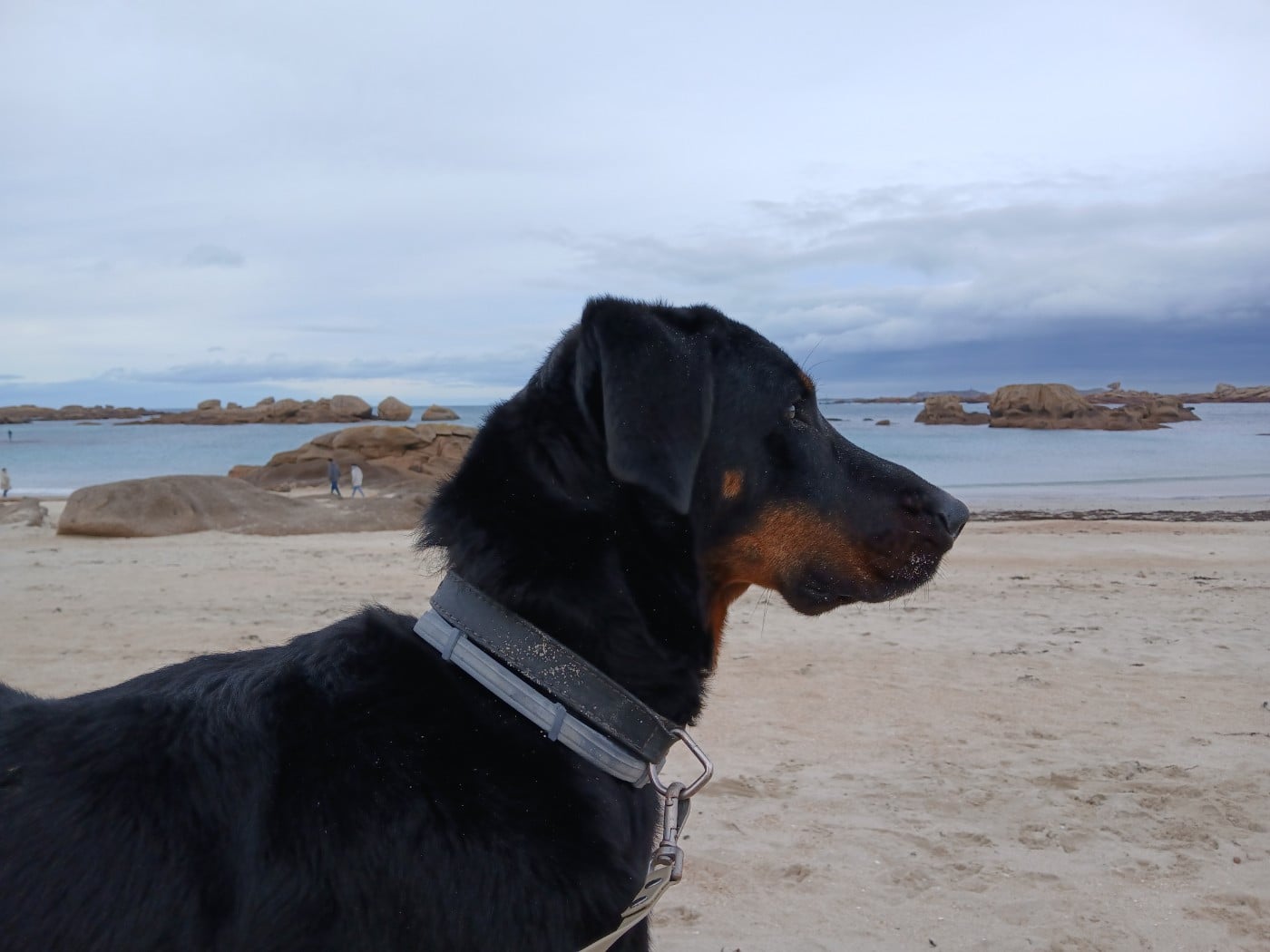 Reglisse de La Cité des Comtes