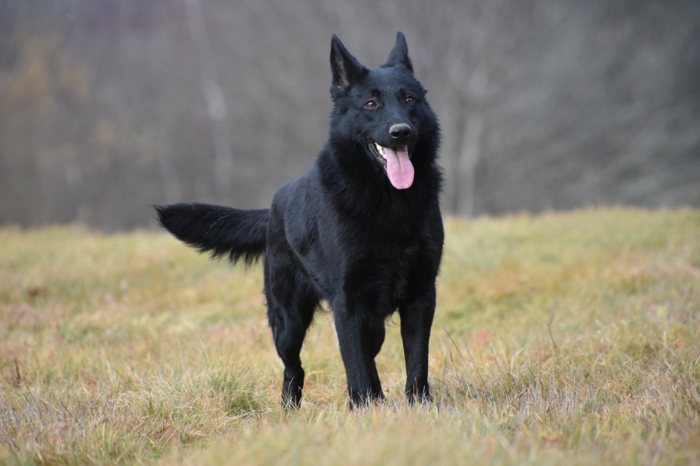 Ulka des trésors du maquis