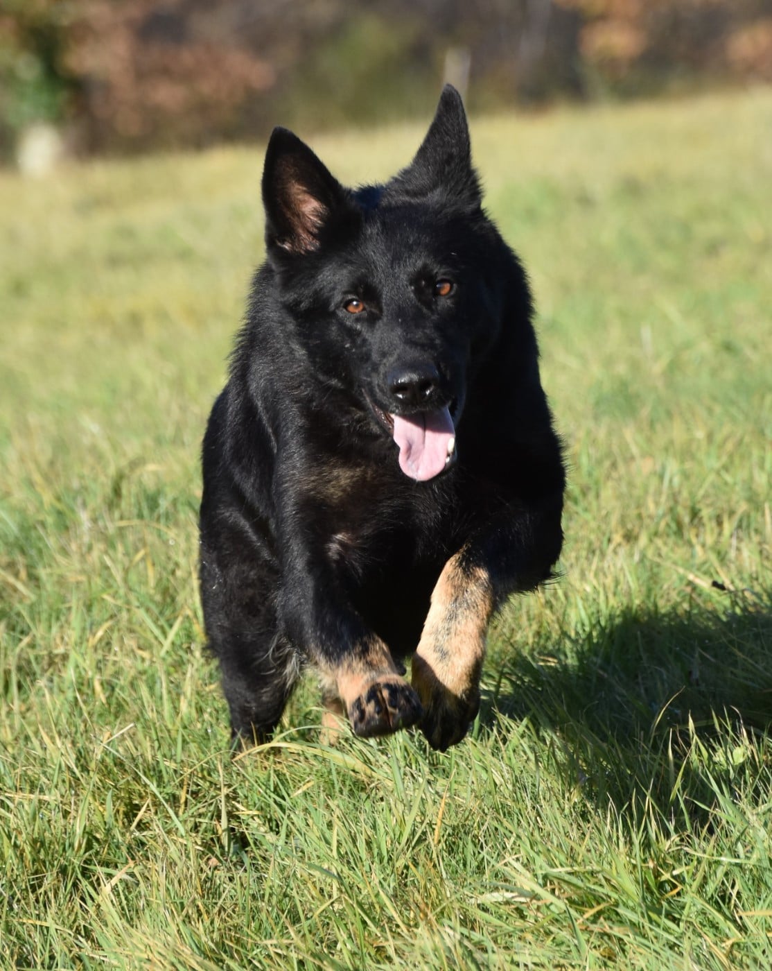 Ubelle des trésors du maquis
