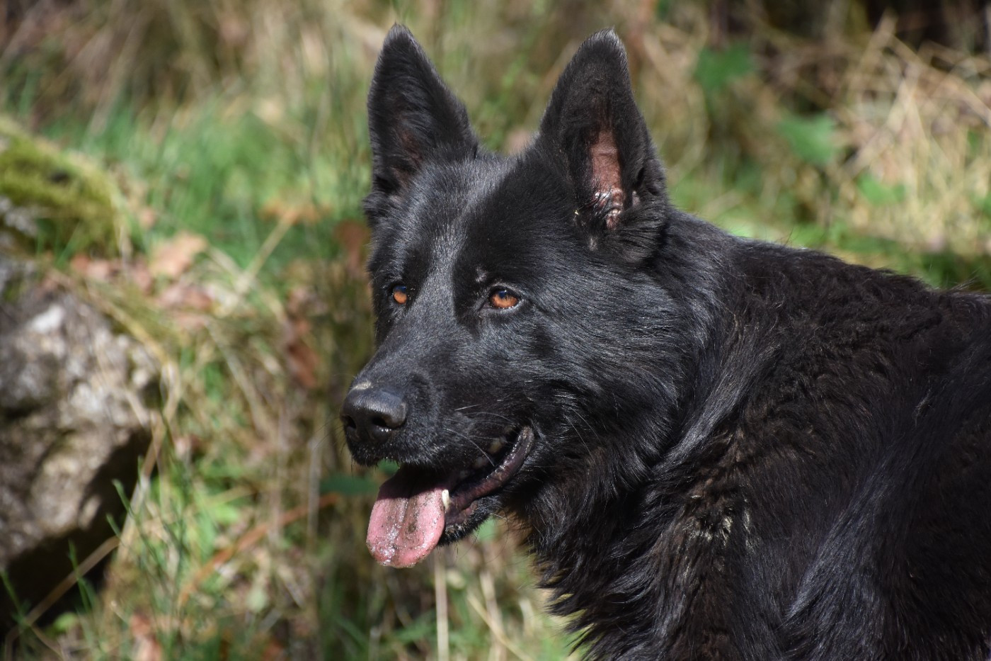 Rafale (Sans Affixe)