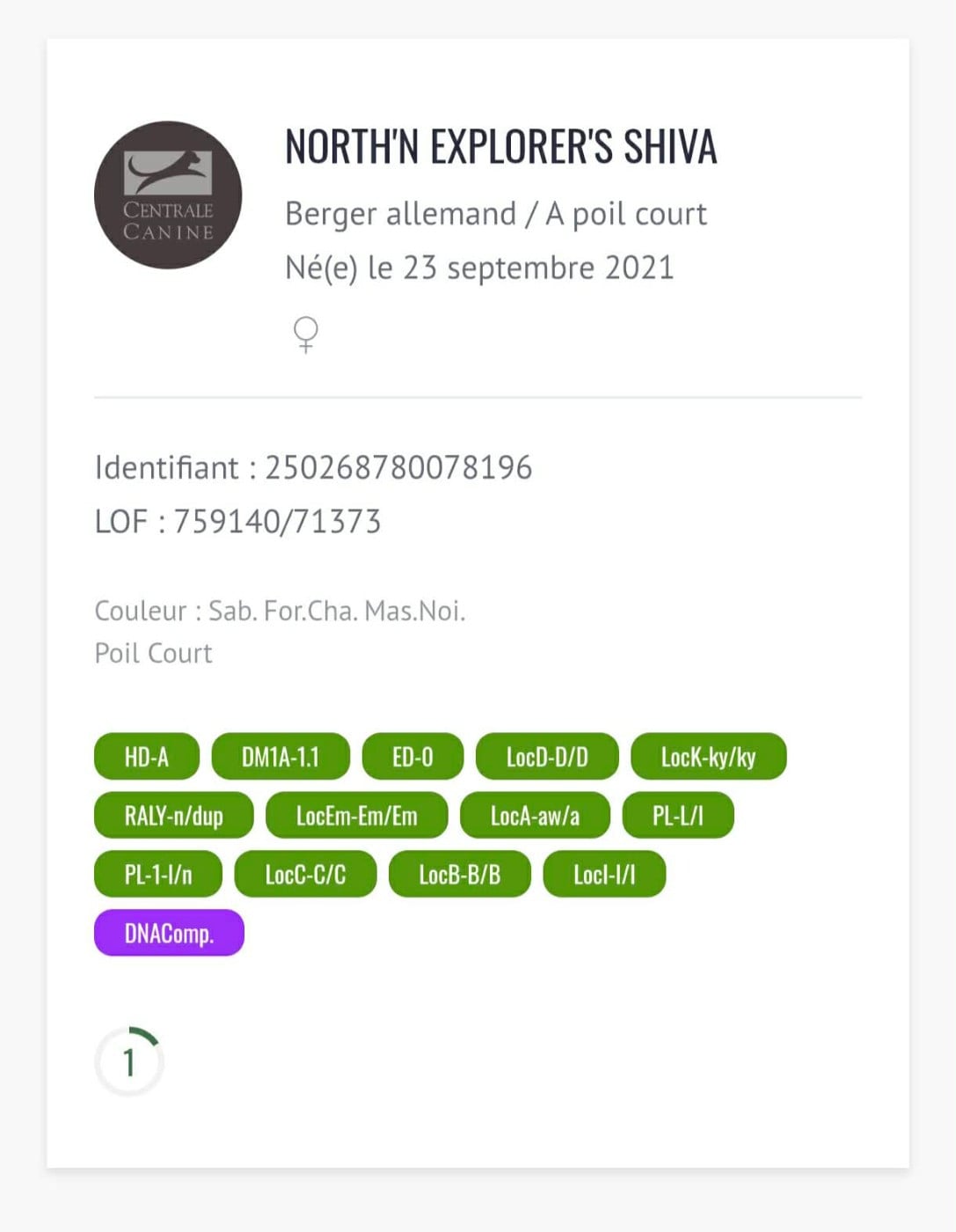 North'n Explorer's Shiva