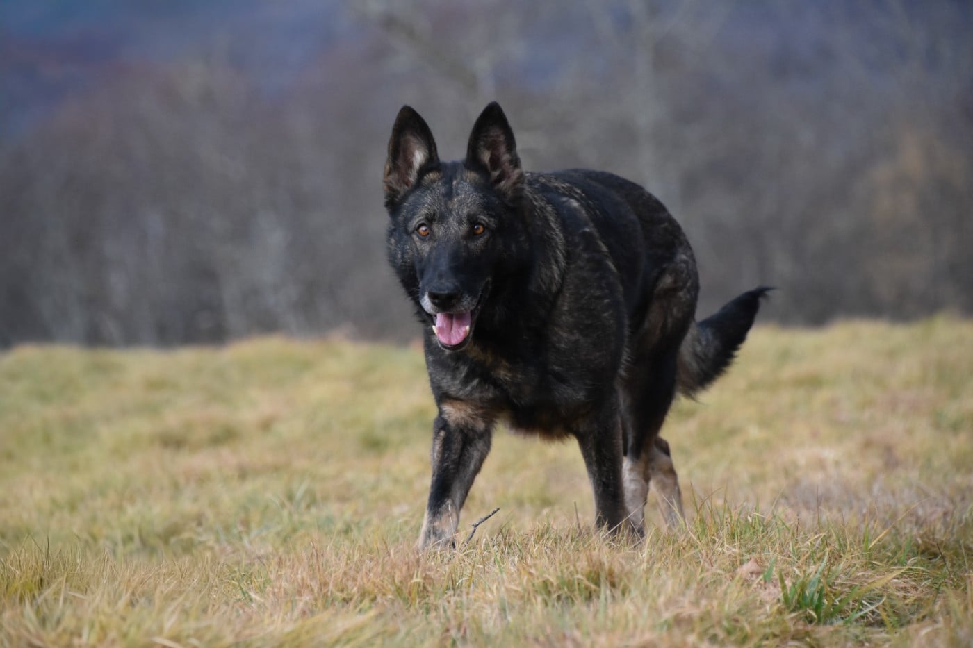 Prada des moustiques du ried