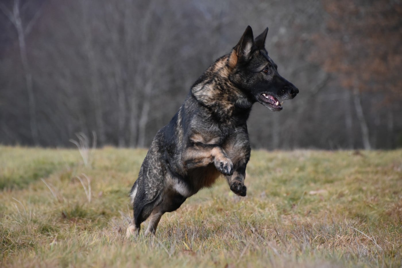 Prada des moustiques du ried