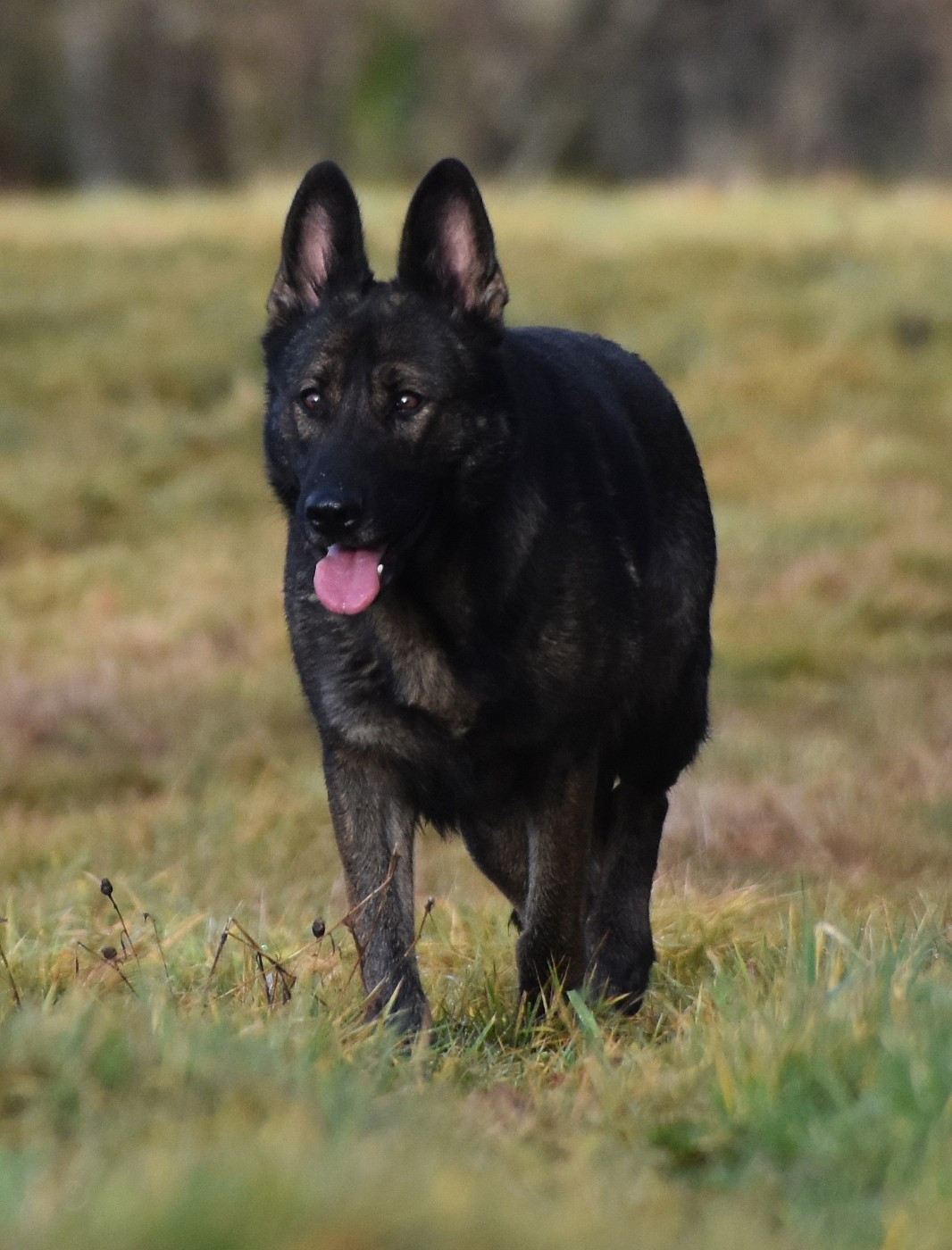 North'n Explorer's Shiva