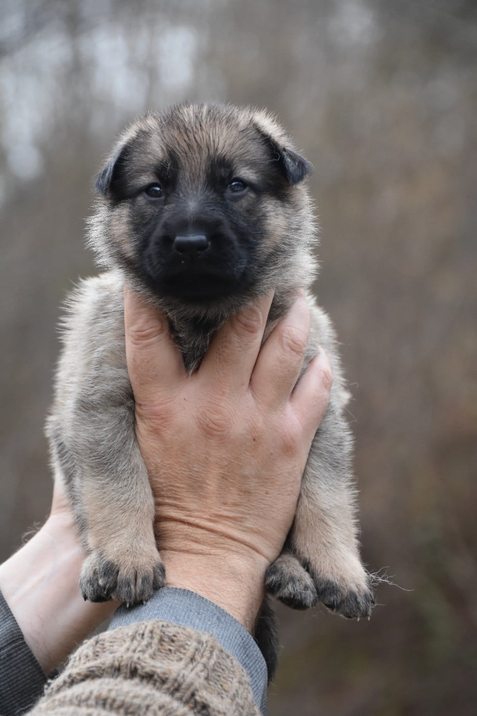 Berger Allemand - des trésors du maquis